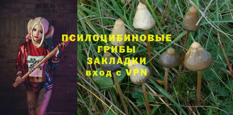 Галлюциногенные грибы Magic Shrooms  Дмитров 